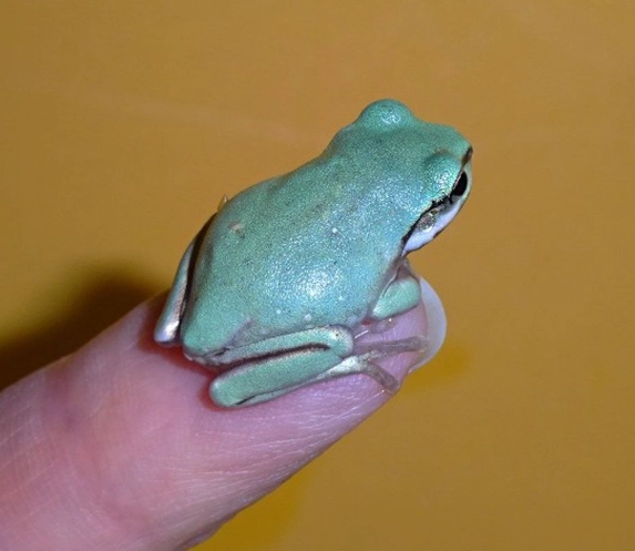 dumpy frog habitat setup