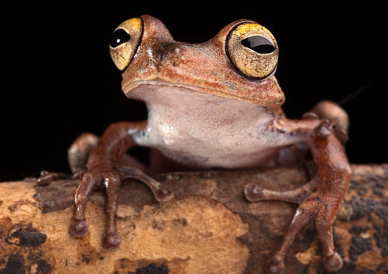 amazon tree frog care amazon tree frog care