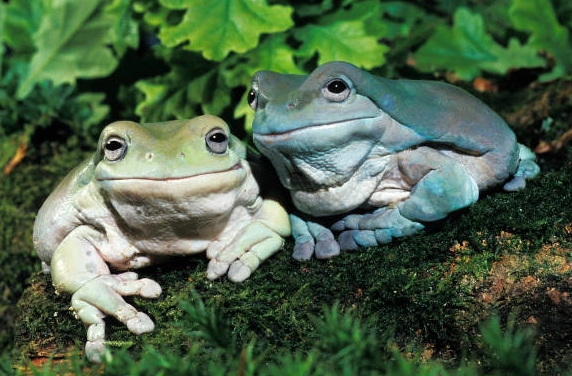 blue whites tree frog care