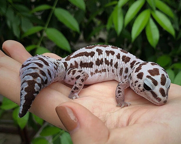 fat-tailed gecko temperament