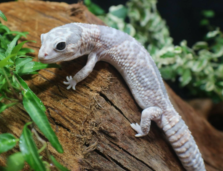 fat tail gecko health