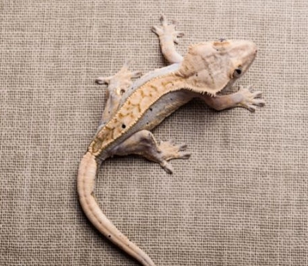 crested gecko weight