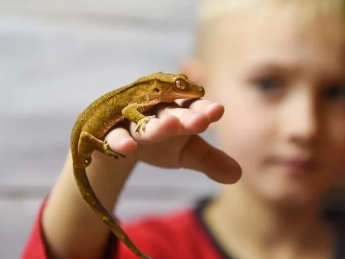 crested gecko care