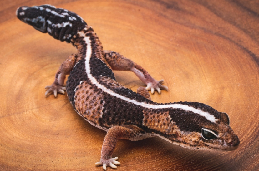 African fat-tailed gecko size