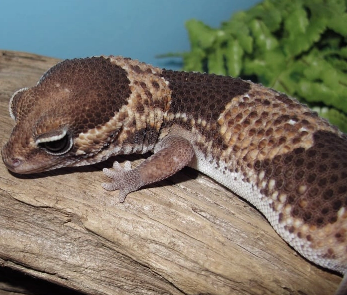 Hemitheconyx caudicinctus handling Hemitheconyx caudicinctus handling