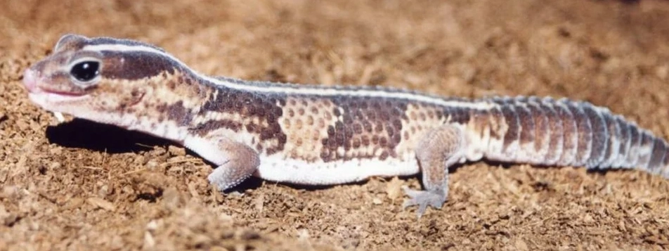 fat-tailed gecko habitat setup