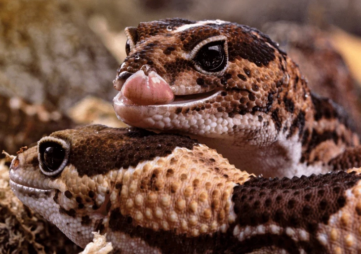 fat-tailed gecko habitat setup fat-tailed gecko habitat setup