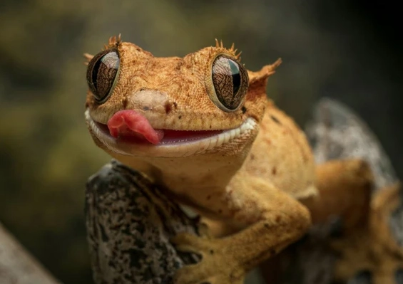 crested gecko lifespan