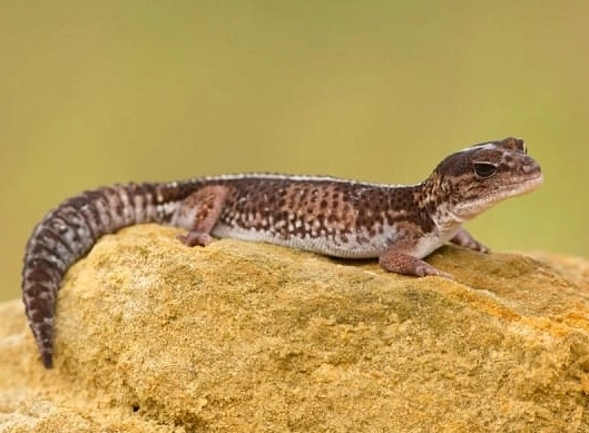 Hemitheconyx caudicinctus