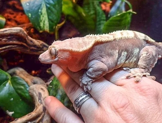 leopard gecko tail fat