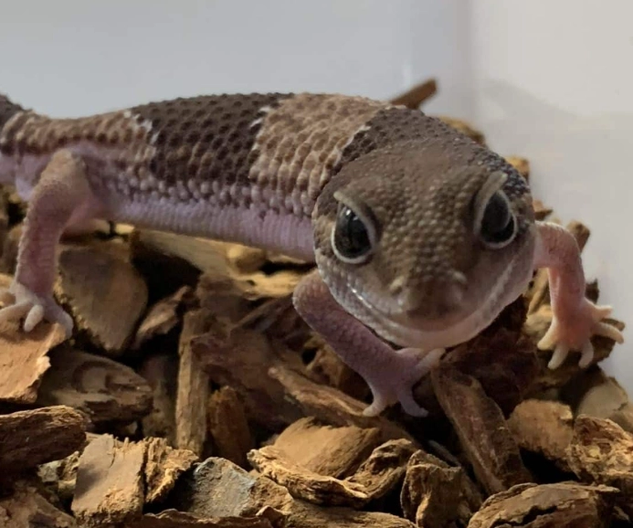 african fat tailed gecko lifespan