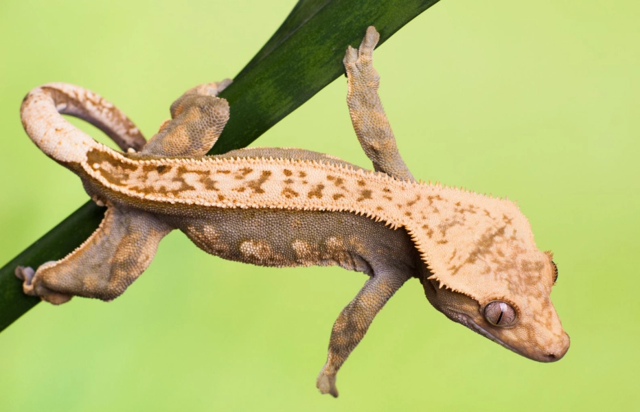 crested gecko size