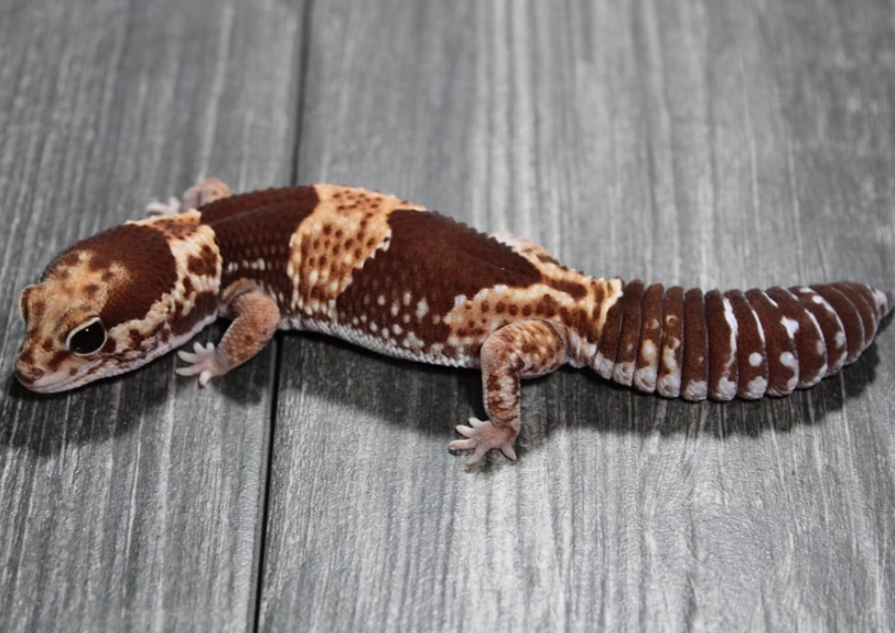 are fat-tailed geckos good pets
