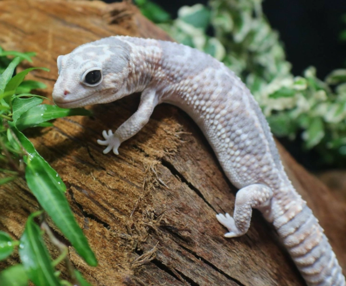 African fat-tailed gecko care African fat-tailed gecko care