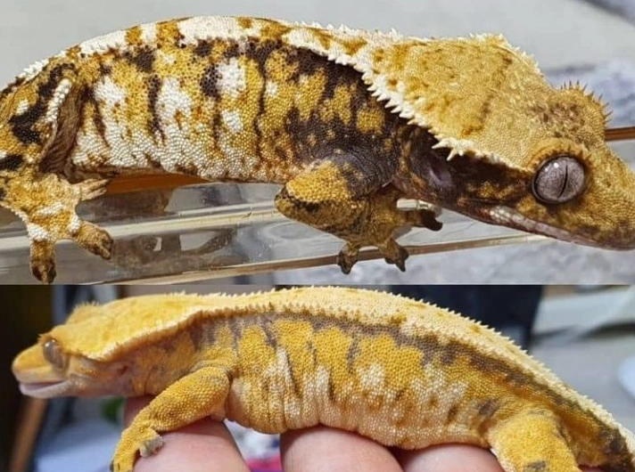 how long do crested geckos live