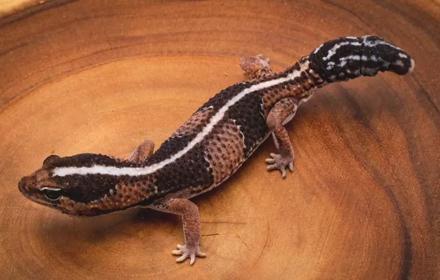 how big do geckos get