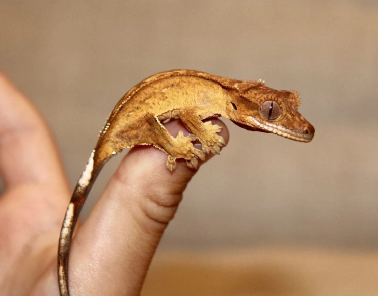 crested gecko care