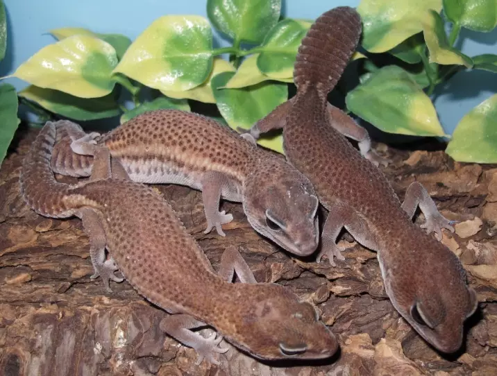 fat-tailed gecko habitat setup fat-tailed gecko habitat setup