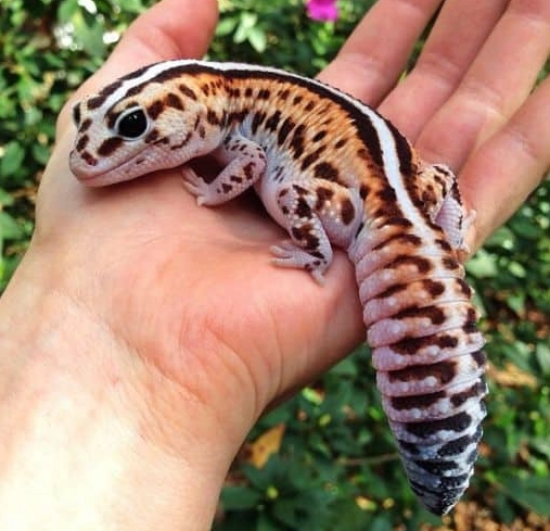 african fat-tailed gecko care
