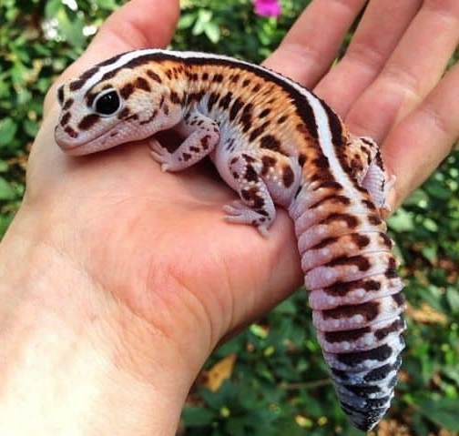 African fat-tailed gecko friendly