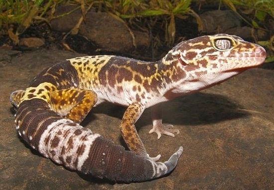 Hemitheconyx caudicinctus