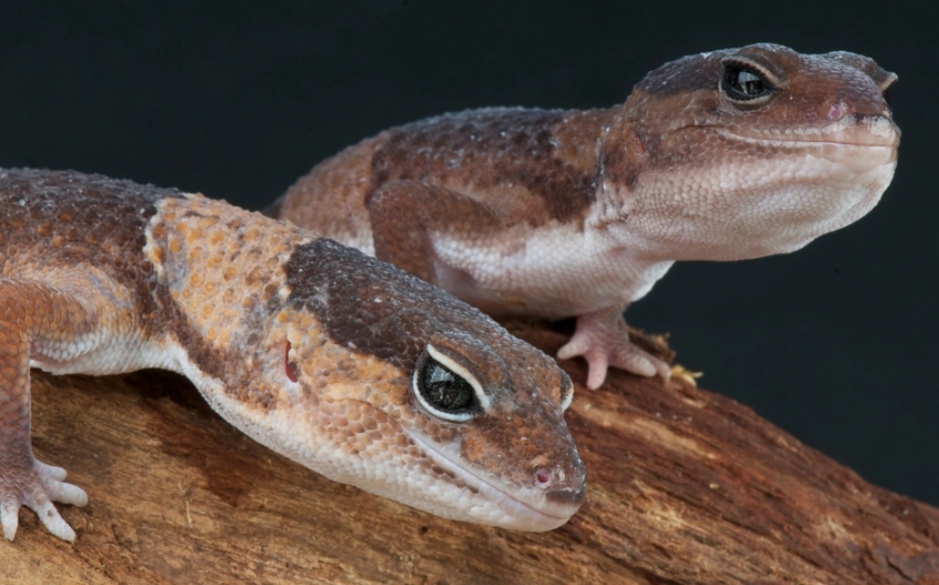 african fat tailed gecko lifespan