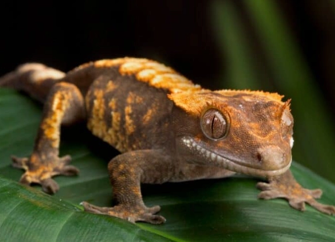 crested gecko lifespan