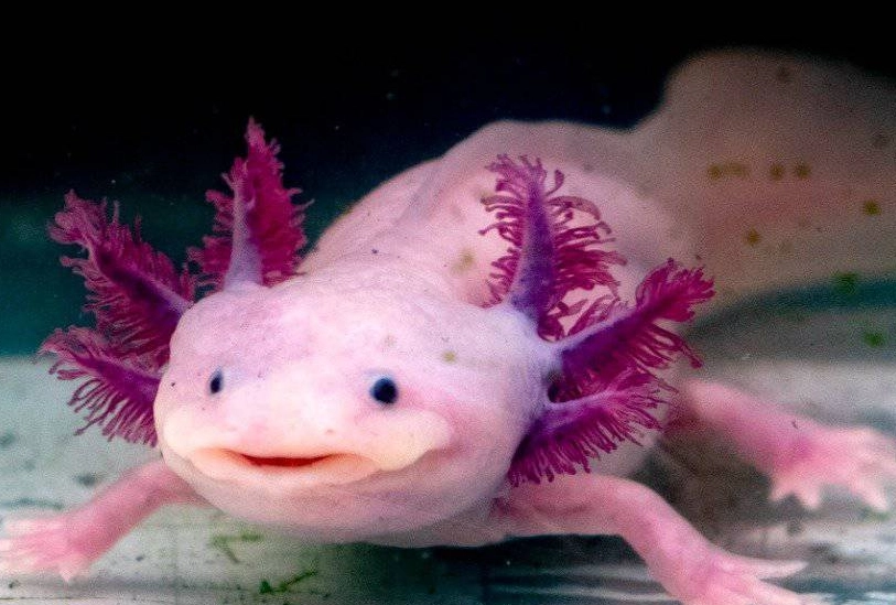 albino axolotl