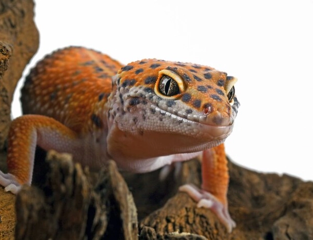 leopard gecko care tips leopard gecko care tips