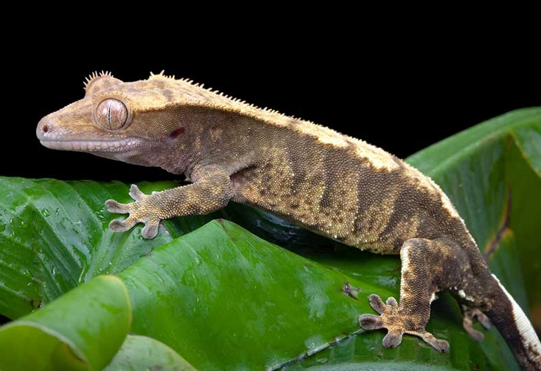 how long do crested geckos live how long do crested geckos live