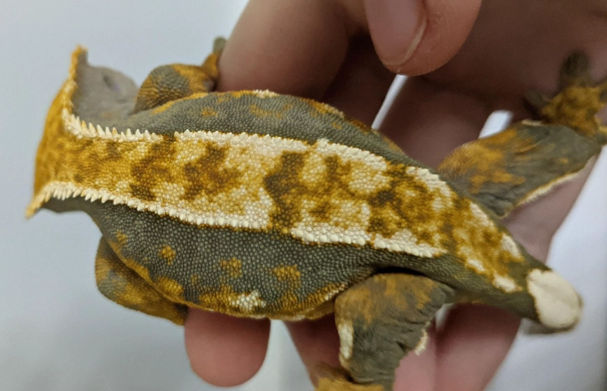 do crested geckos like to be held do crested geckos like to be held