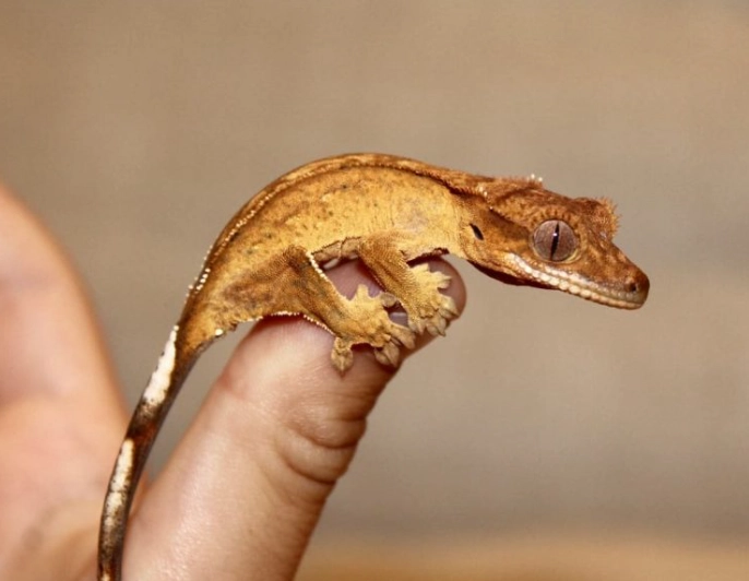 female crested gecko lifespan female crested gecko lifespan