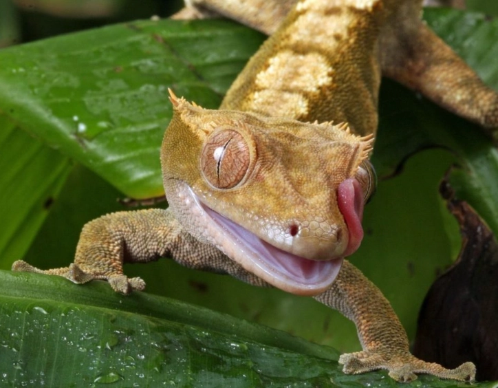 crested gecko handling crested gecko handling