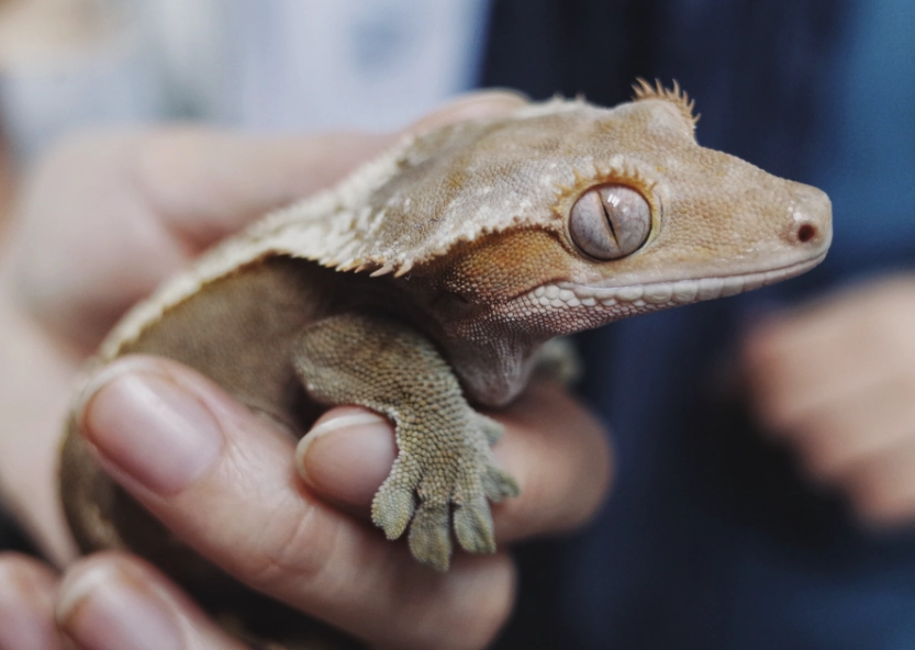 crested gecko handling crested gecko handling