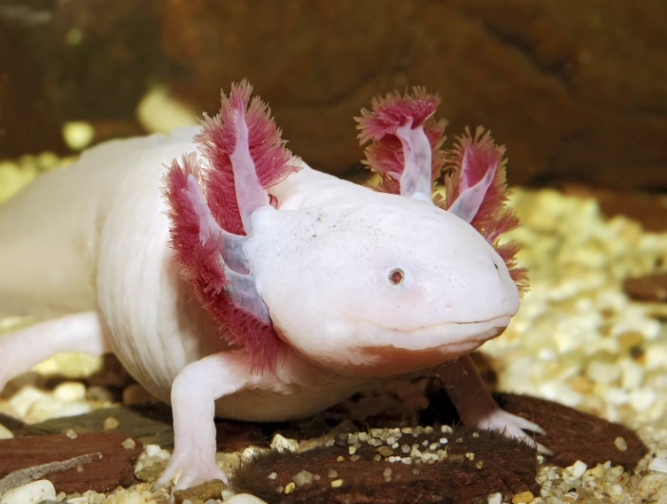 axolotl water parameters