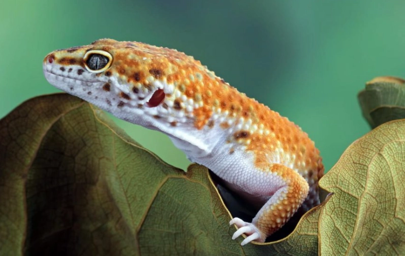 how long do leopard geckos live how long do leopard geckos live