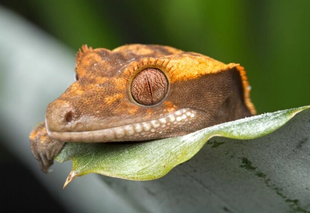 crested gecko temperament crested gecko temperament
