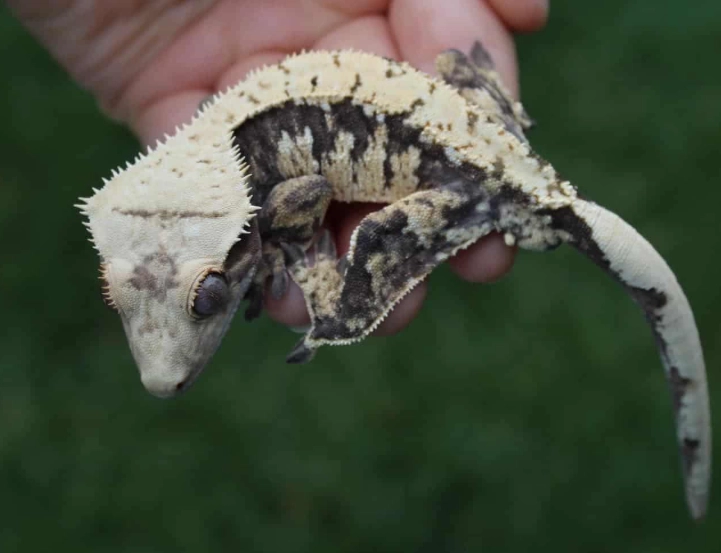 do crested geckos like to be held do crested geckos like to be held