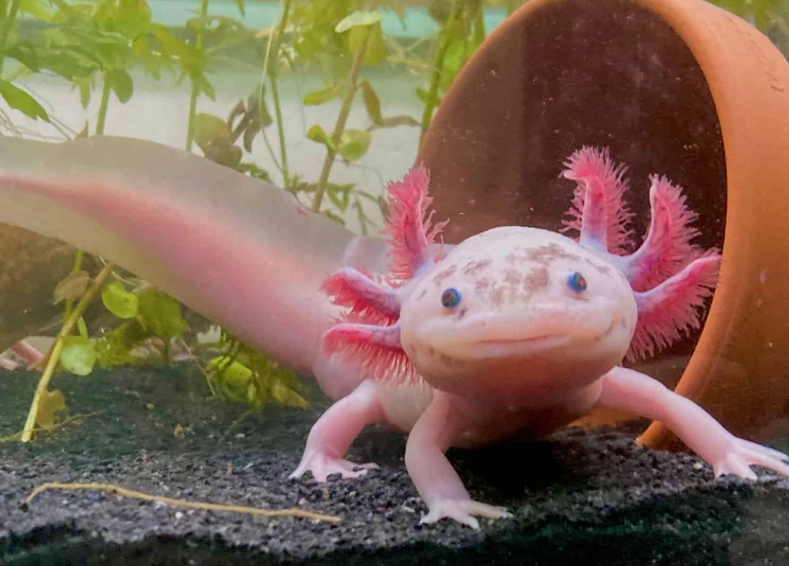 red axolotl care