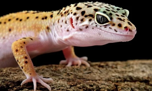 leopard gecko lifespan leopard gecko lifespan