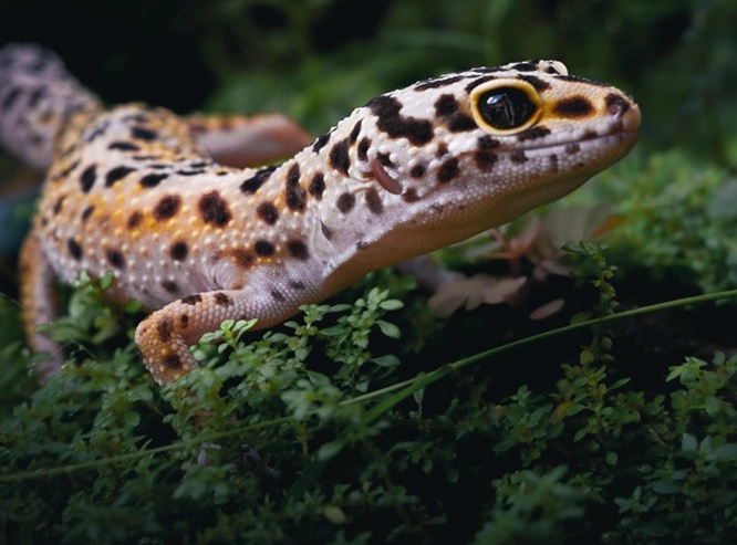 leopard gecko lifespan leopard gecko lifespan