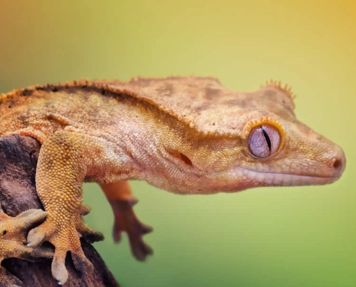 crested gecko care crested gecko care