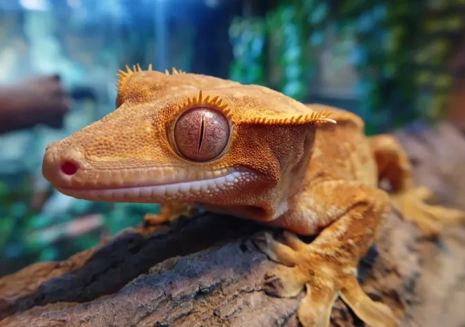 female crested gecko lifespan female crested gecko lifespan
