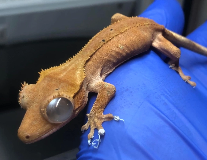 crested gecko temperament crested gecko temperament