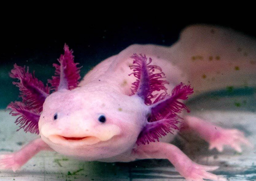 albino axolotl