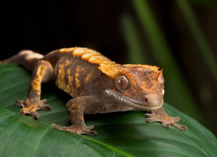 crested gecko temperament crested gecko temperament