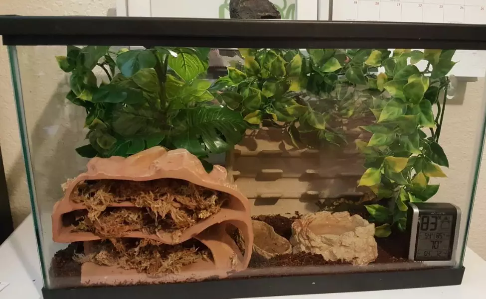 crested gecko tank size