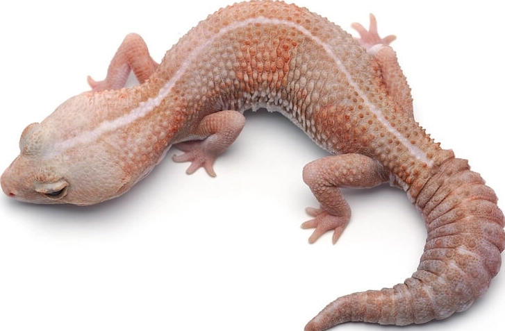 fat tailed gecko lifespan