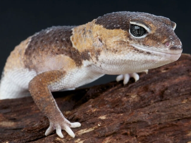 African fat tailed gecko care
