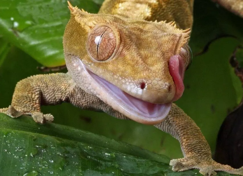 crested gecko temperament crested gecko temperament